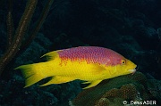 Bodianus rufus Capitaine caye-Bonaire Buddy reef-19m-20180223-Denis-ADER-DSC_7788_tn